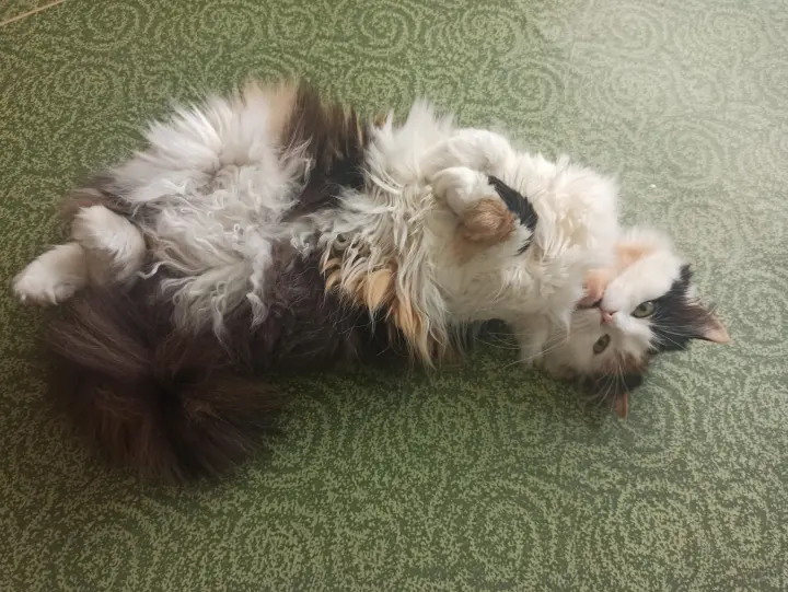 Фото улюбленця Алиса 18