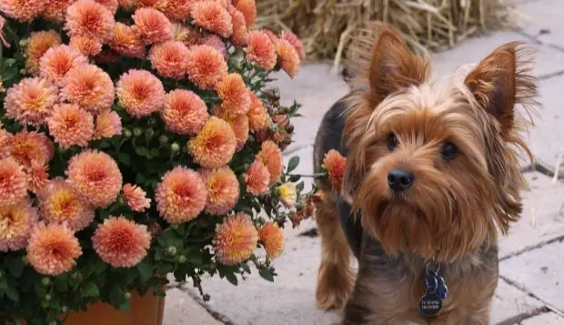 Фото улюбленця Фікс 27